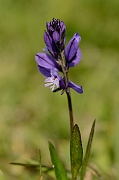 David Plant Photography - Wildlife Photography - Common milkwort - B